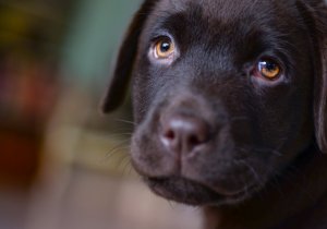 dog with a smile